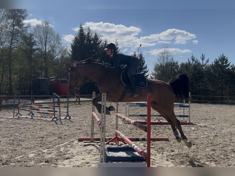 Cheval de sport polonais Hongre 6 Ans 174 cm Bai in Plewiska