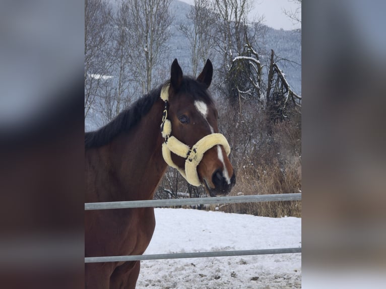 Cheval de sport polonais Hongre 6 Ans 175 cm Bai in Telfs