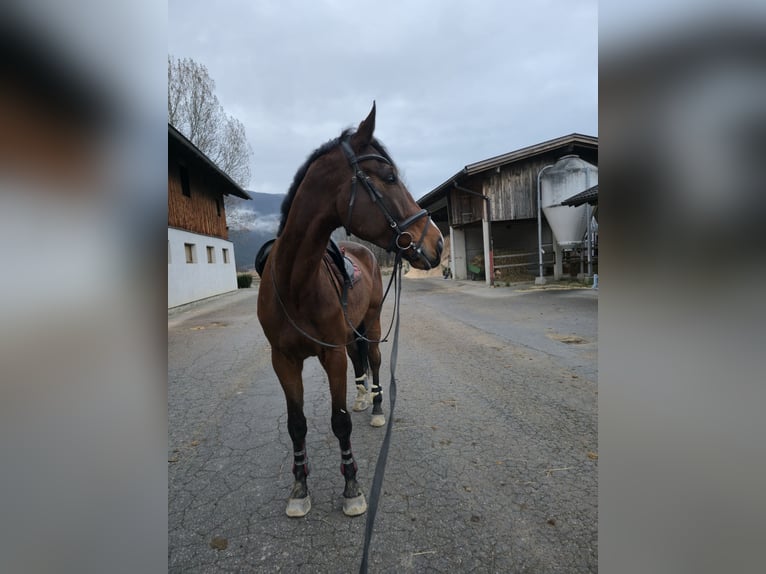 Cheval de sport polonais Hongre 6 Ans 175 cm Bai in Telfs
