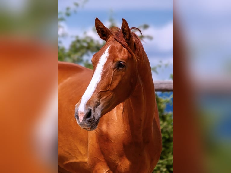 Cheval de sport polonais Hongre 6 Ans 176 cm Alezan in Lutomia Górna