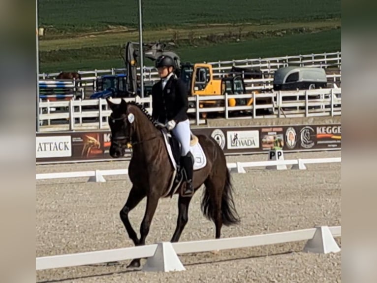 Cheval de sport polonais Hongre 7 Ans 160 cm Bai brun foncé in Forst