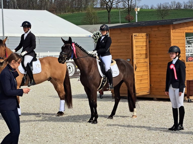 Cheval de sport polonais Hongre 7 Ans 160 cm Noir in Forst