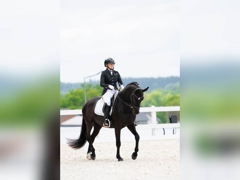 Cheval de sport polonais Hongre 7 Ans 160 cm Noir in Forst