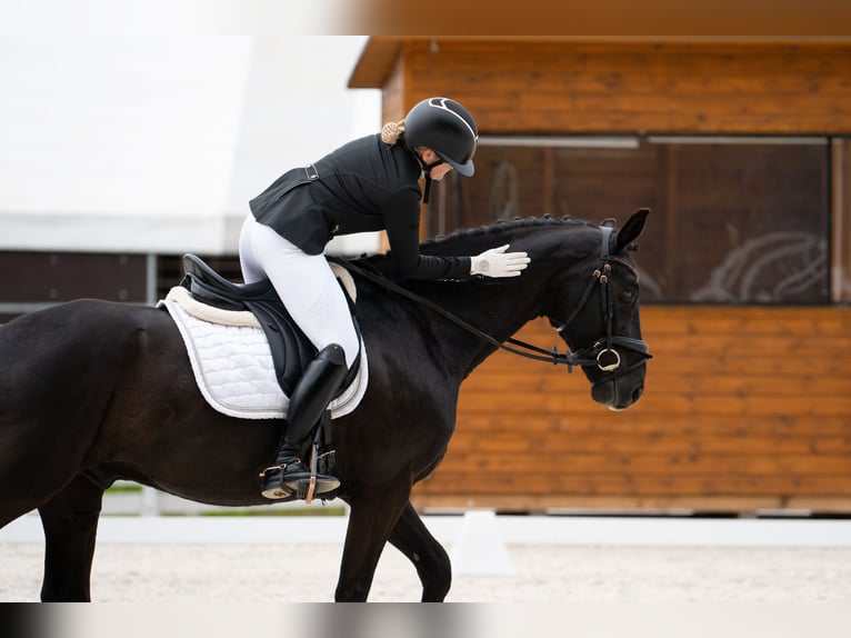 Cheval de sport polonais Hongre 7 Ans 160 cm Noir in Forst