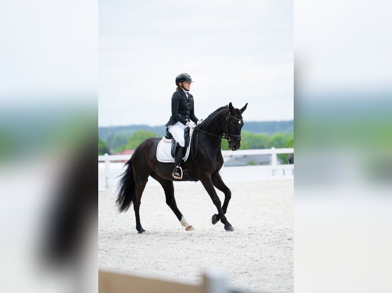 Cheval de sport polonais Hongre 7 Ans 160 cm Noir in Forst