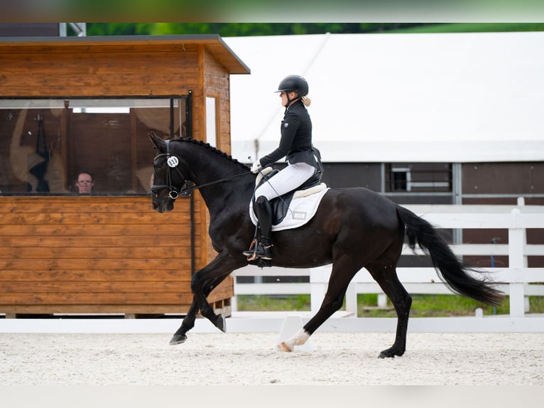 Cheval de sport polonais Hongre 7 Ans 160 cm Noir in Forst