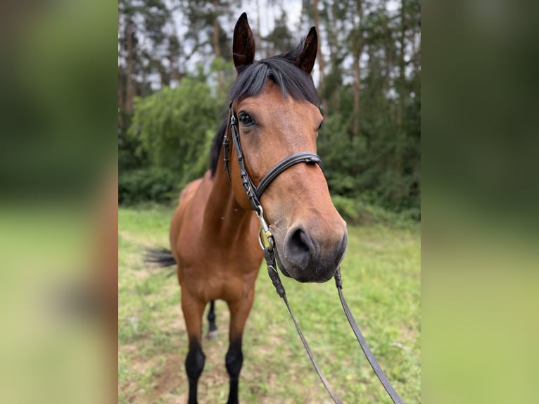 Cheval de sport polonais Hongre 7 Ans 164 cm Bai in Mosina