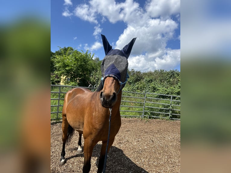 Cheval de sport polonais Hongre 7 Ans 164 cm Bai in Zossen