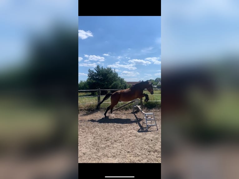 Cheval de sport polonais Hongre 7 Ans 164 cm Bai in Zossen