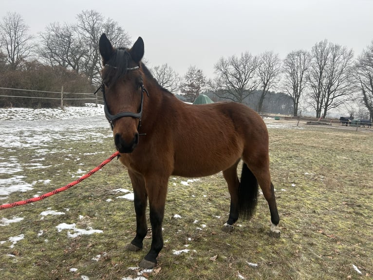 Cheval de sport polonais Hongre 7 Ans 164 cm Bai in Zossen