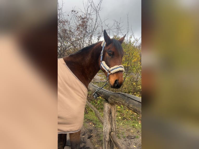 Cheval de sport polonais Hongre 7 Ans 164 cm Bai in Zossen