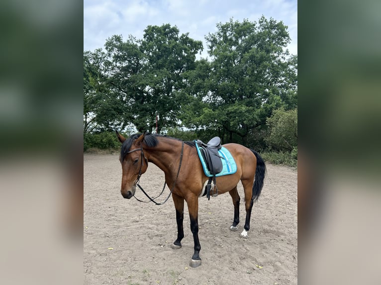 Cheval de sport polonais Hongre 7 Ans 164 cm Bai in Zossen