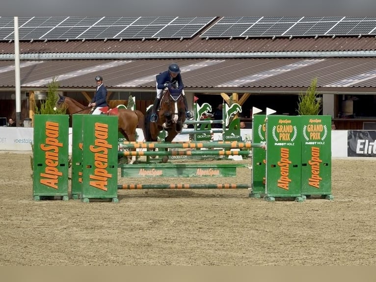 Cheval de sport polonais Hongre 7 Ans 166 cm Bai in Altusried