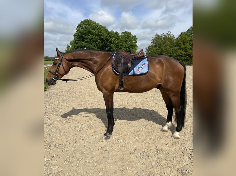 Cheval de sport polonais Hongre 7 Ans 168 cm Bai in Papenhagen Cheval de sport polonais Hongre 7 Ans 168 cm Bai in Papenhagen