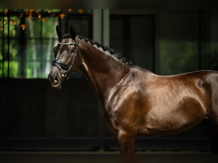 Cheval de sport polonais Hongre 7 Ans 170 cm Noir in mol