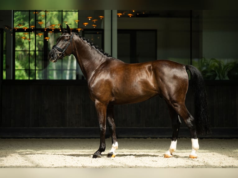 Cheval de sport polonais Hongre 7 Ans 170 cm Noir in mol