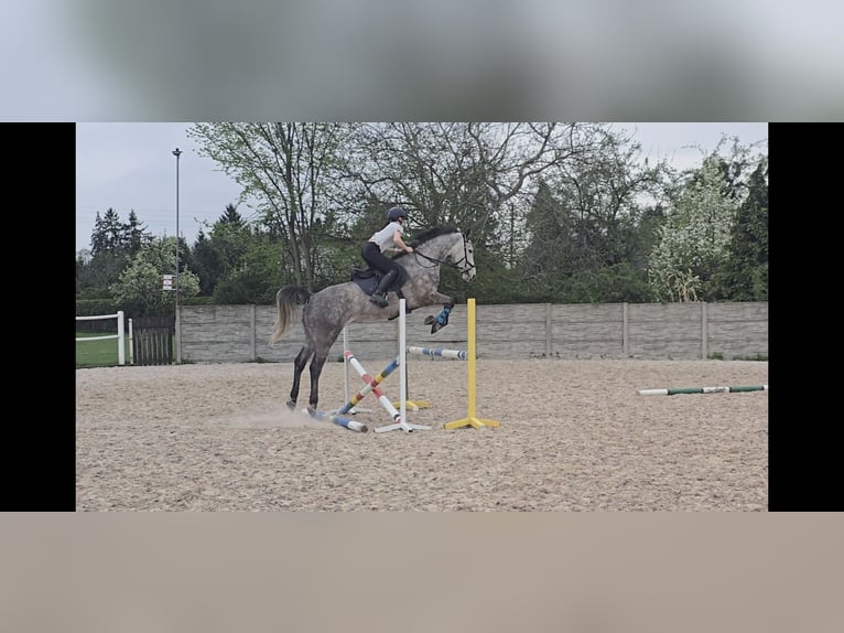 Cheval de sport polonais Hongre 7 Ans 171 cm Gris in Cieszyn