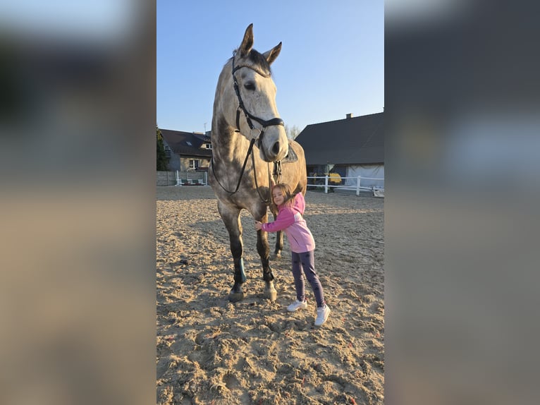 Cheval de sport polonais Hongre 7 Ans 171 cm Gris in Cieszyn