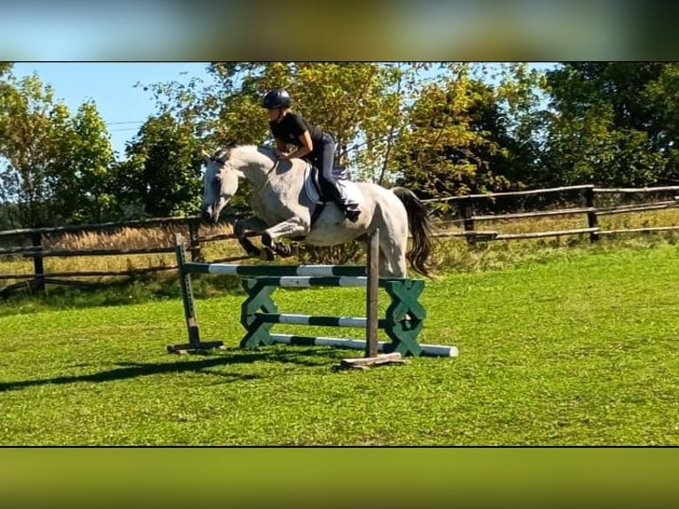 Cheval de sport polonais Hongre 9 Ans 160 cm Gris in Görlitz