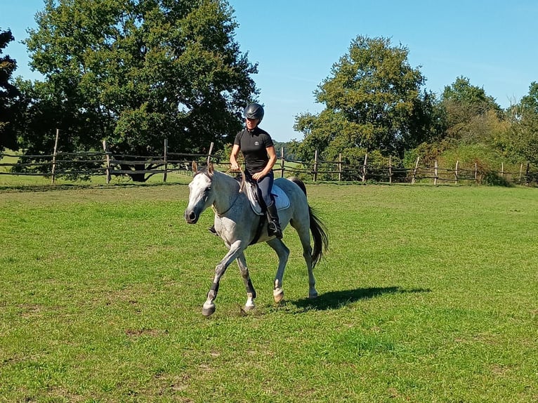 Cheval de sport polonais Hongre 9 Ans 160 cm Gris in LESZNO DOLNE