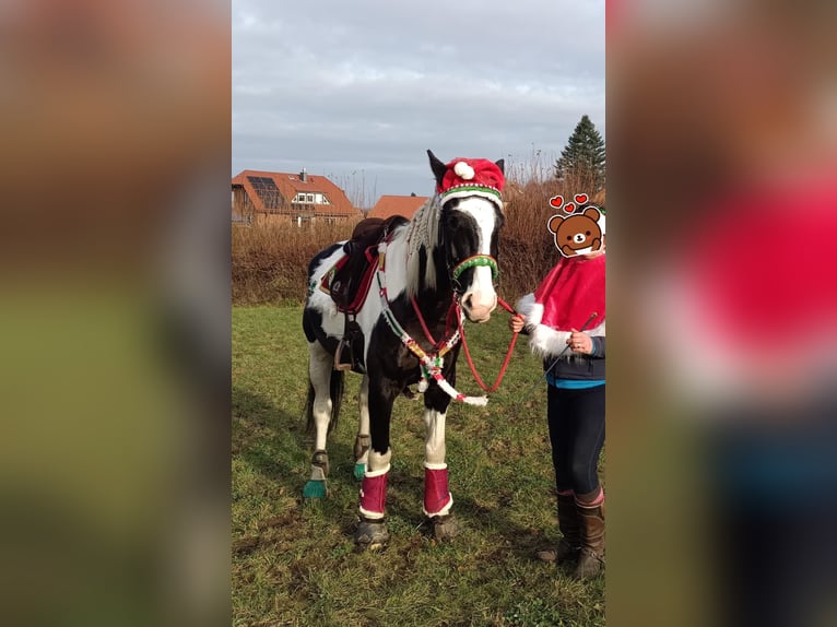 Cheval de sport polonais Hongre 9 Ans 170 cm Pinto in Rinteln