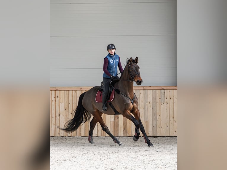 Cheval de sport polonais Hongre 9 Ans 172 cm Bai brun in Lis&#xF3;wek