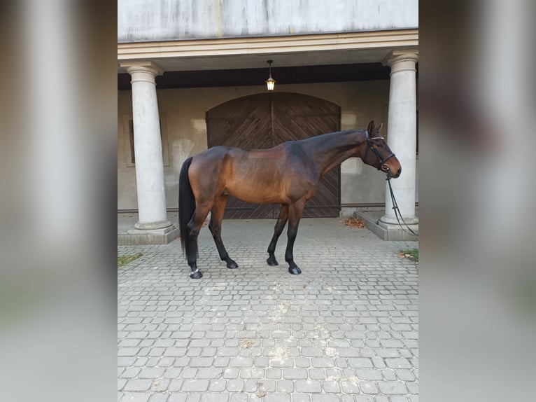 Cheval de sport polonais Hongre 9 Ans 172 cm Bai brun in Lis&#xF3;wek