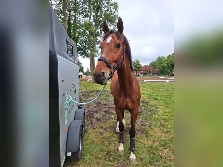 Cheval de sport polonais Hongre 9 Ans 175 cm Bai cerise in Train