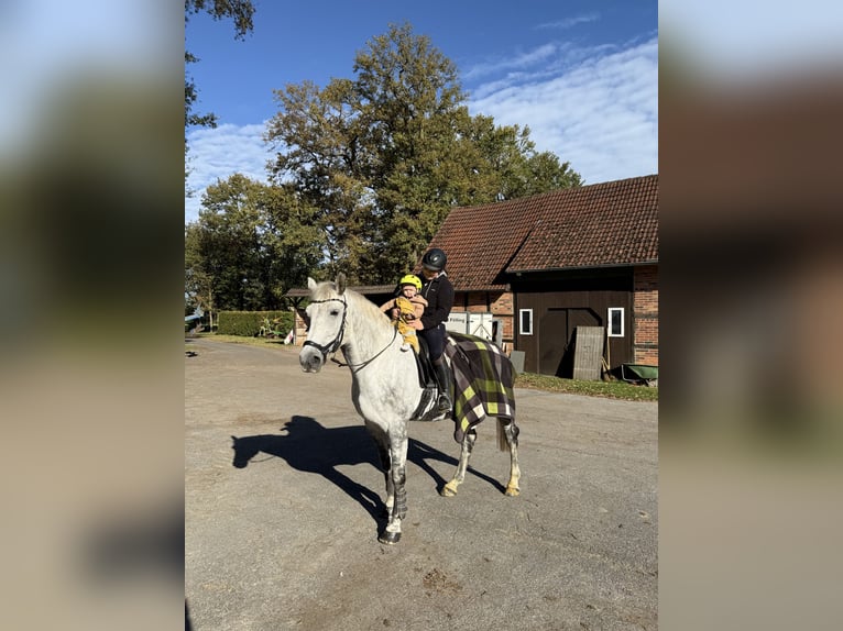 Cheval de sport polonais Hongre 9 Ans 178 cm Gris in Harsewinkel