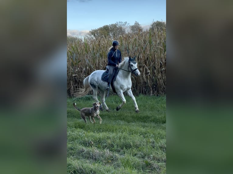 Cheval de sport polonais Croisé Jument 10 Ans 152 cm Gris pommelé in Angelbachtal