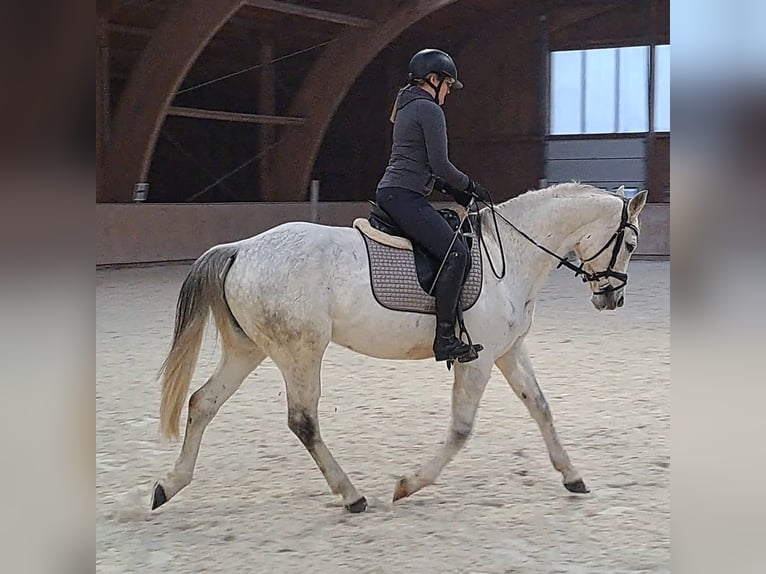 Cheval de sport polonais Jument 10 Ans 162 cm Gris in Forst