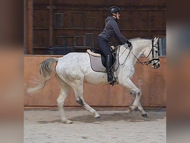 Cheval de sport polonais Jument 10 Ans 162 cm Gris in Forst