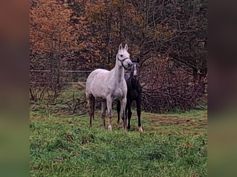 Cheval de sport polonais Jument 10 Ans 163 cm Gris in Forst
