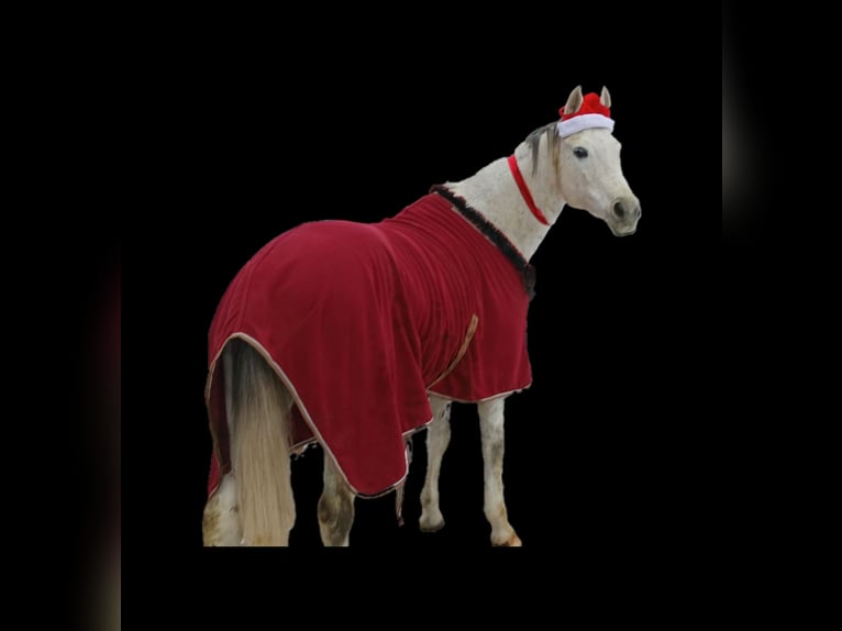 Cheval de sport polonais Jument 10 Ans 163 cm Gris in Forst