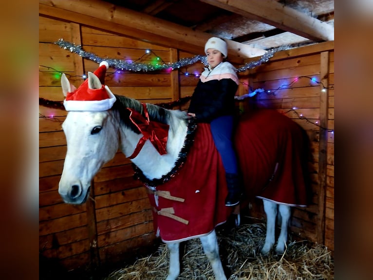 Cheval de sport polonais Jument 10 Ans 163 cm Gris in Forst