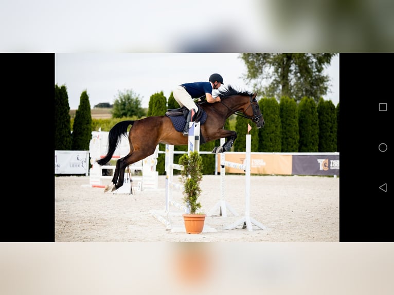 Cheval de sport polonais Jument 10 Ans 164 cm Bai brun in Prudnik