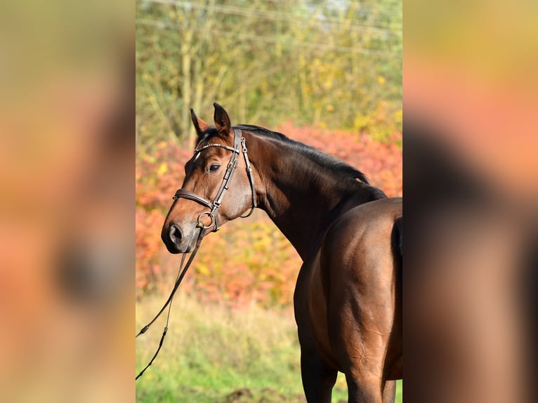 Cheval de sport polonais Jument 10 Ans 167 cm Bai in Iwno Cheval de sport polonais Jument 10 Ans 167 cm Bai in Iwno