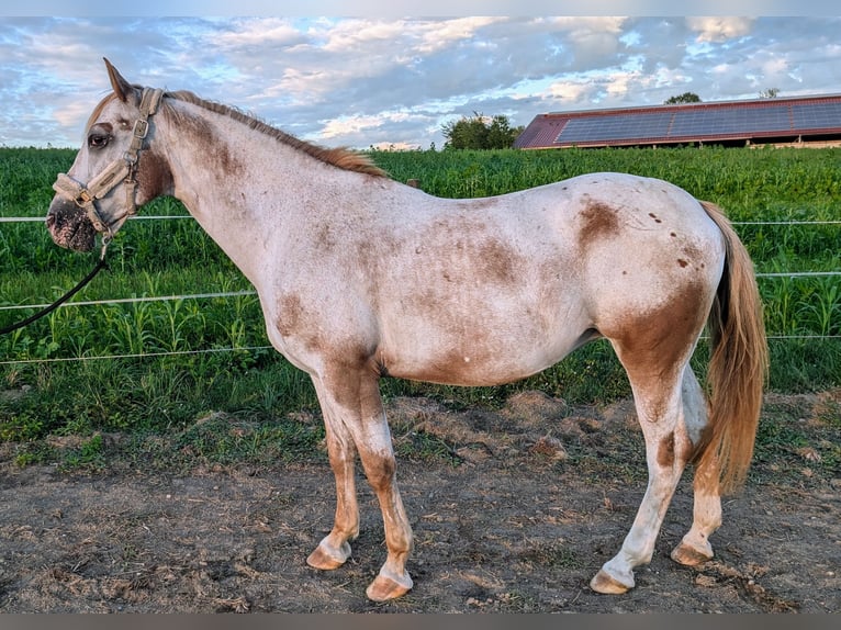 Cheval de sport polonais Jument 11 Ans 155 cm Gris in Guggenhausen