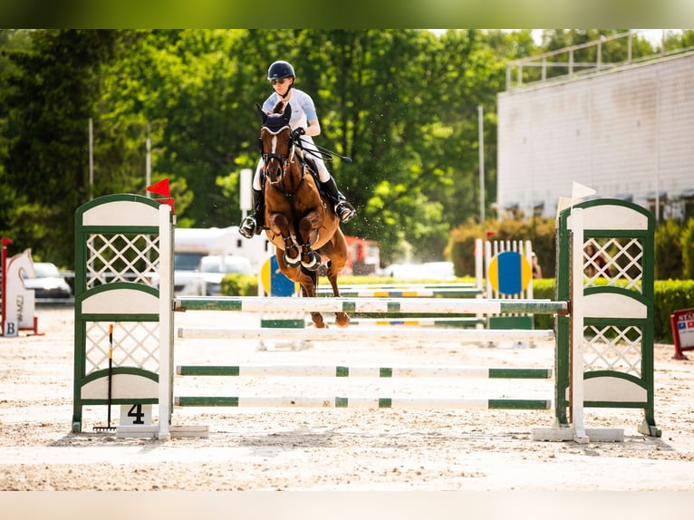 Cheval de sport polonais Jument 11 Ans 158 cm Alezan in Warszawa