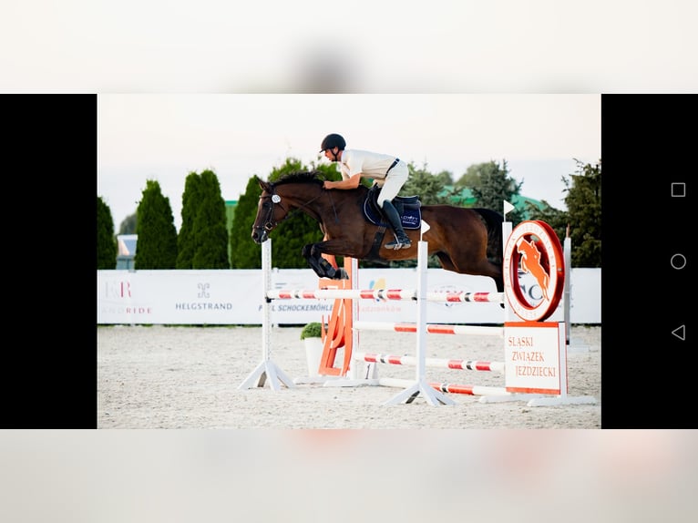 Cheval de sport polonais Jument 11 Ans 164 cm Bai brun in Prudnik