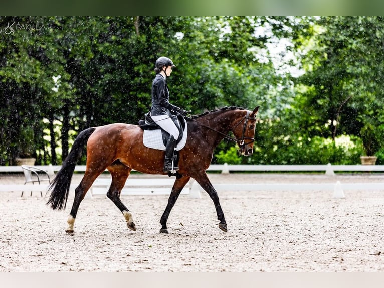 Cheval de sport polonais Jument 11 Ans 167 cm Bai cerise in Poznań