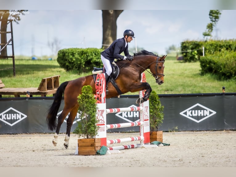 Cheval de sport polonais Jument 11 Ans 167 cm Bai cerise in Poznań