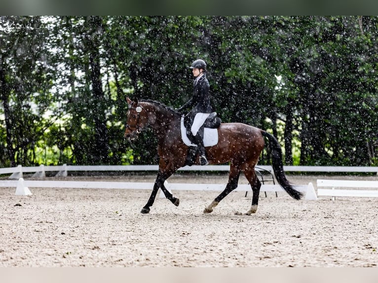 Cheval de sport polonais Jument 11 Ans 167 cm Bai cerise in Poznań