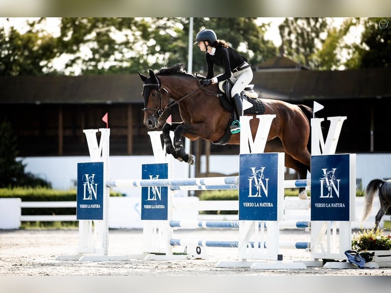 Cheval de sport polonais Jument 11 Ans 167 cm Bai in Poznań