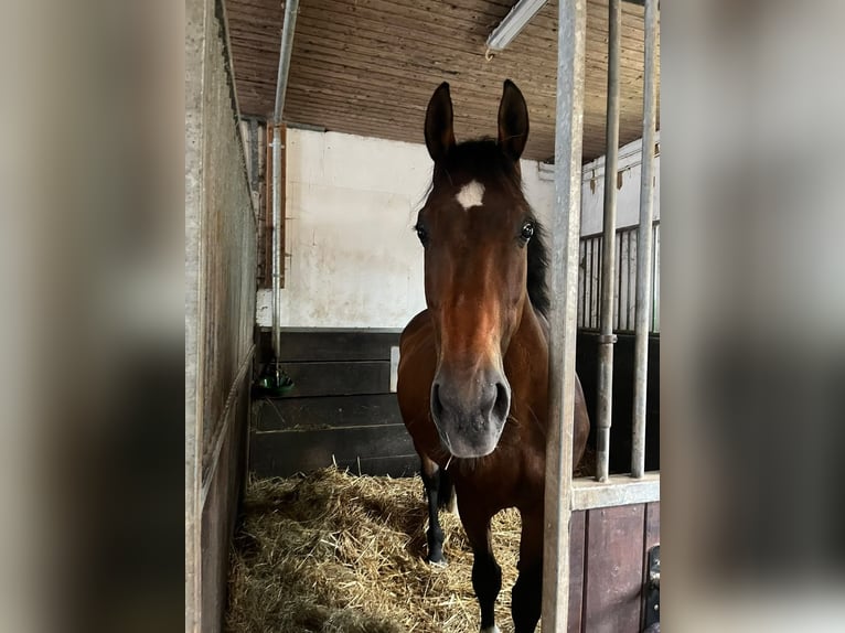 Cheval de sport polonais Jument 11 Ans 170 cm Bai in Heddesheim
