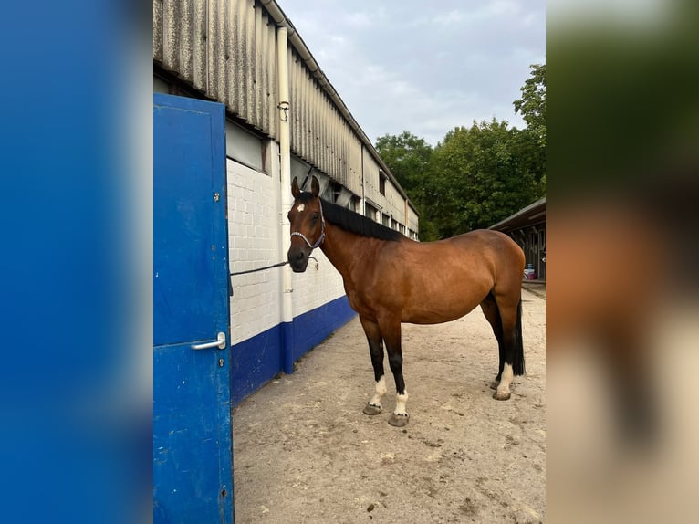 Cheval de sport polonais Jument 11 Ans 170 cm Bai in Heddesheim