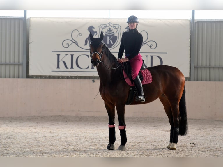 Cheval de sport polonais Jument 11 Ans 170 cm Bai in Poznań