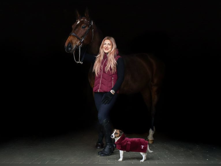 Cheval de sport polonais Jument 11 Ans 170 cm Bai in Poznań