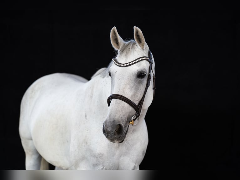 Cheval de sport polonais Jument 12 Ans 165 cm Gris in Leutkirch im Allgäu