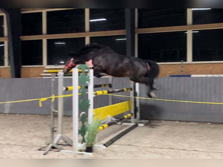 Cheval de sport polonais Jument 12 Ans 168 cm Bai brun in Papenhagen